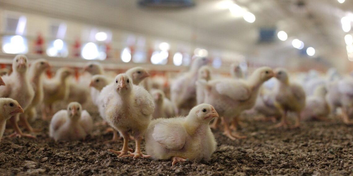 Poultry farming