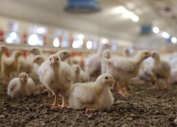 Poultry farming