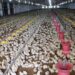 SA’s poultry industry at risk as bird flu looms