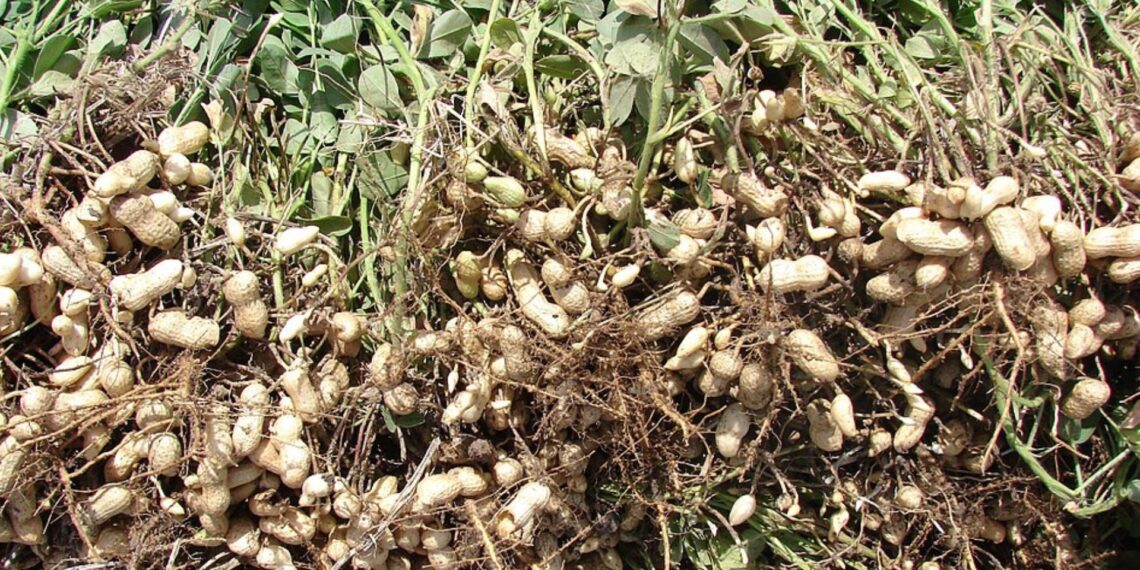 Groundnuts (or peanuts) are a widely consumed and economically significant crop balances low production costs with high market demand.