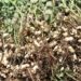 Groundnuts (or peanuts) are a widely consumed and economically significant crop balances low production costs with high market demand.