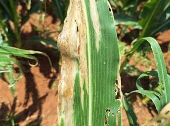 A deadly maize disease, Goss’s wilt, has been officially confirmed in South Africa, sparking concern among farmers. With reports spreading from North West to Gauteng, experts warn of severe yield losses and urge immediate prevention measures. Photo: Supplied/Food For Mzansi