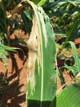 A deadly maize disease, Goss’s wilt, has been officially confirmed in South Africa, sparking concern among farmers. With reports spreading from North West to Gauteng, experts warn of severe yield losses and urge immediate prevention measures. Photo: Supplied/Food For Mzansi