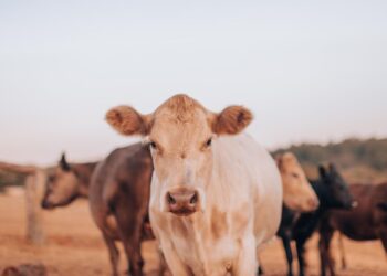 After a challenging 2024, the livestock sector is poised for recovery, with fresh opportunities on the horizon. This is according to Absa’s Autumn 2025 AgriTrends report. Photo: Supplied/Food For Mzansi