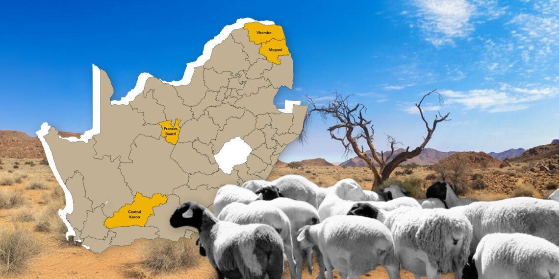 First the drought kills, then the rain finishes the job. Limpopo’s deadly cycle threatens sheep farmers. Design: Gareth Davies/Food For Mzansi