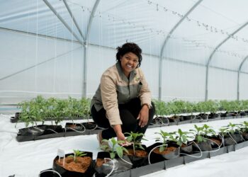 The recently donated greenhouse tunnel serves as an invaluable platform for the interns to explore precision agriculture techniques that enhance sustainability and efficiency well increasing the Livings Soils’ yields. Namhla Skweyiya is the project manager at the Living Soils Community Learning Farm. Photo: Diane Peterson