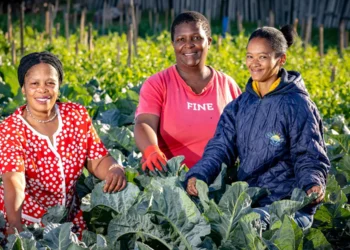 Missionvale community members work the garden in exchange for "MCC bucks" which they use at the on-site swap shop for food, clothing and toiletries. Photo: Missionvale Care Centre
