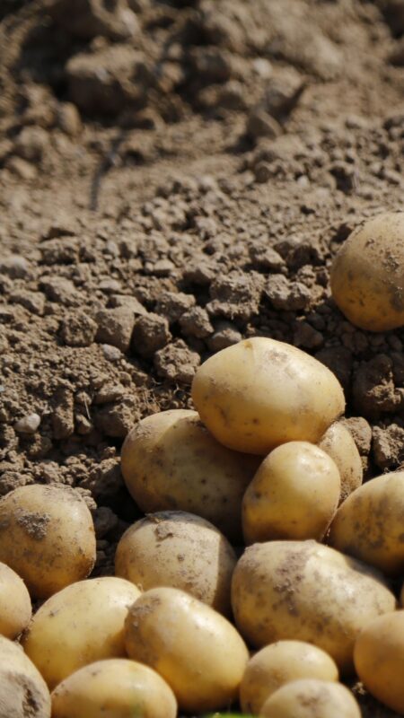 After a tough 2024, South Africa’s potato farmers are eyeing a more hopeful 2025. Photo: Supplied/Food For Mzansi