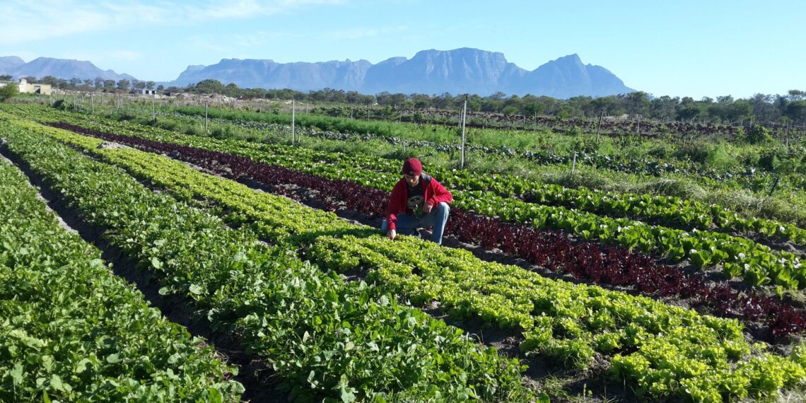 The usage of AI in food systems will come under scrutiny in the upcoming Food Indaba 2025. Photo: Supplied/Food For Mzansi