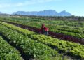 Food Indaba tackles artificial intelligence in agriculture