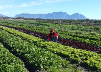 Food Indaba tackles artificial intelligence in agriculture