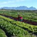 Food Indaba tackles artificial intelligence in agriculture