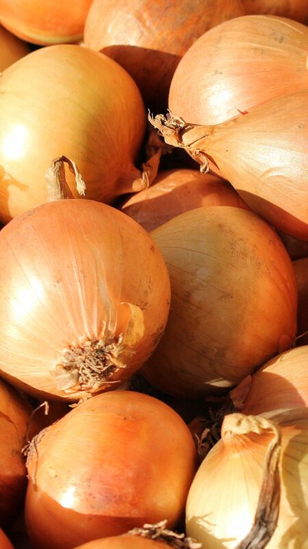 After a boom year, vegetable margins tighten as onion prices fall and carbon reporting gains ground. Photo: Supplied/Food For Mzansi