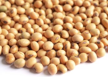 Herbicide-resistant weeds are emerging as a major threat to soya bean production, challenging farmers to rethink their management strategies. Photo: Supplied/Food For Mzansi