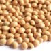 Herbicide-resistant weeds are emerging as a major threat to soya bean production, challenging farmers to rethink their management strategies. Photo: Supplied/Food For Mzansi