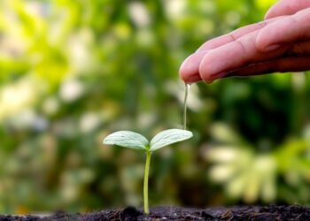 The University of the Free State’s Green Futures Hub has been selected to host the South African Circular Agriculture Initiative, advancing sustainable farming through science, technology, and innovation. Photo: Supplied/Food For Mzansi