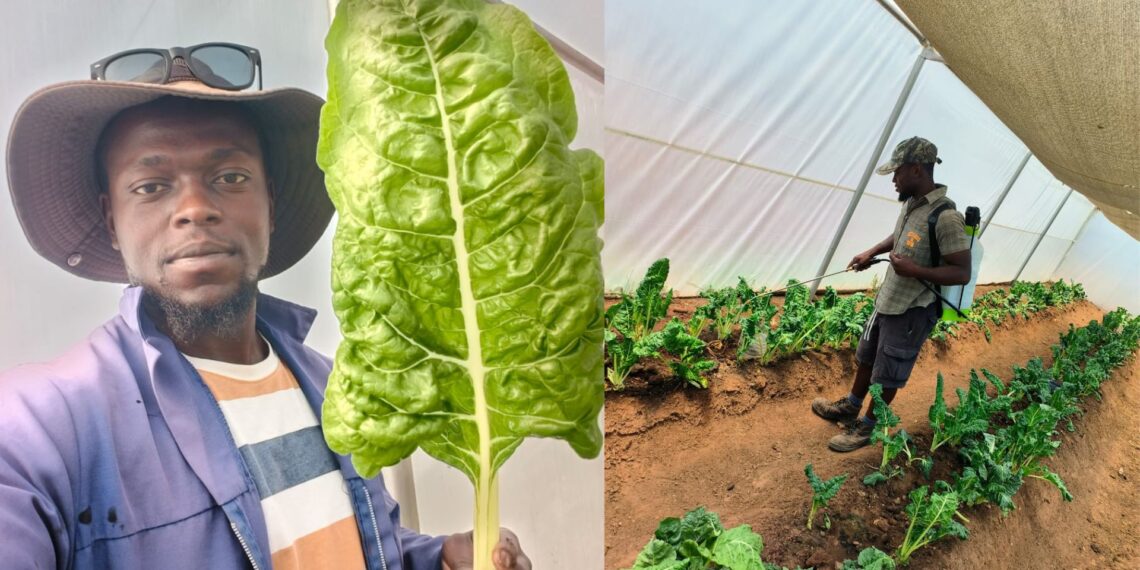 Elliot Madonsela got into farming back in his university days. Now he grows whatever’s within reach — from seedlings to rows of spinach and crisp lettuce.
Photos: Supplied/Food For Mzansi