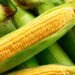 Zanentlutha, a maize co-op in the Eastern Cape’s Ndabakazi villages, is credited by researchers Dr Mzingaye Brilliant Xaba and Dr Siphe Zantsi as a rare example of how bottom-up, community-led farming can revive rural cultivation and support livelihoods. Photo: Supplied/Food For Mzansi