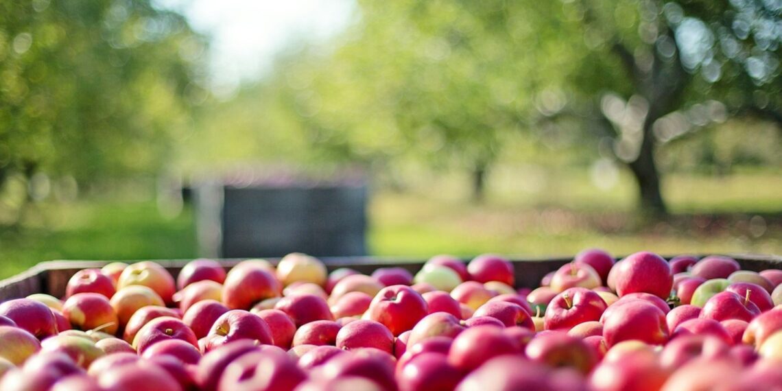 A webinar on fresh produce will take place this week. Photo: Pixabay