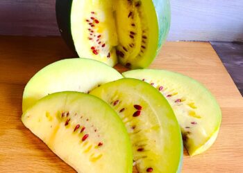 Citron melon: Mzansi’s hardy superfruit makes a juicy comeback