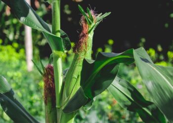 Choosing the right maize variety for South African conditions is key to boosting yield, resilience, and profitability.