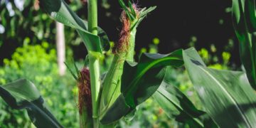 Choosing the right maize variety for South African conditions is key to boosting yield, resilience, and profitability.