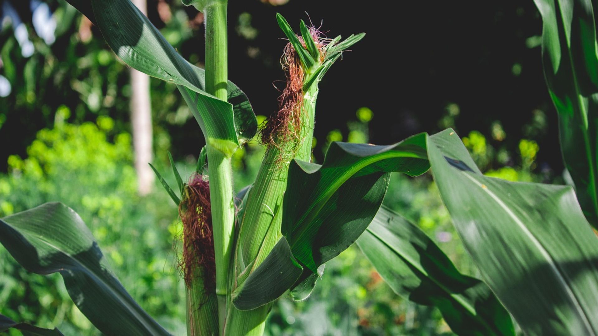 South Africa eyes bumper grain and soybean crops