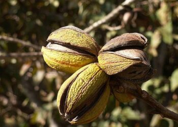 Pecans have an advantage over other crops that need to be rushed to market immediately. A crop of pecan nuts can be stored and released to market strategically.