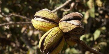 Pecans have an advantage over other crops that need to be rushed to market immediately. A crop of pecan nuts can be stored and released to market strategically.