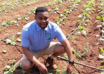 Termites to tomatoes: Boima’s bold innovations take off