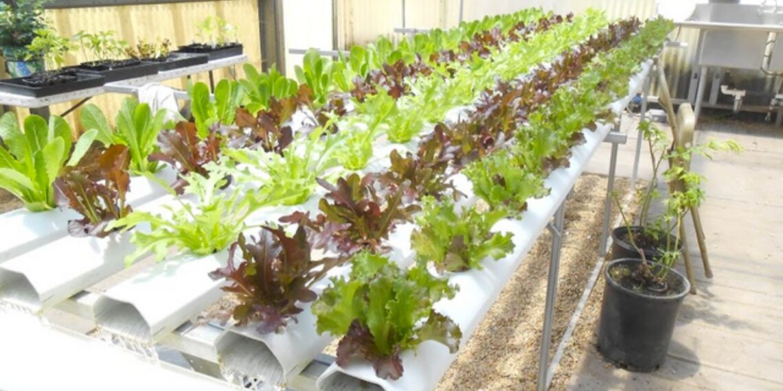 Plant varieties for aquaponics systems are selected based on nutrient demand, growth rate, and market potential. Herbs, lettuces, tomatoes, peppers and chillies tend to do well in the system.