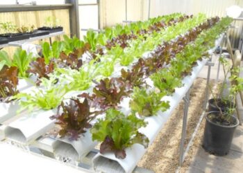 Plant varieties for aquaponics systems are selected based on nutrient demand, growth rate, and market potential. Herbs, lettuces, tomatoes, peppers and chillies tend to do well in the system.