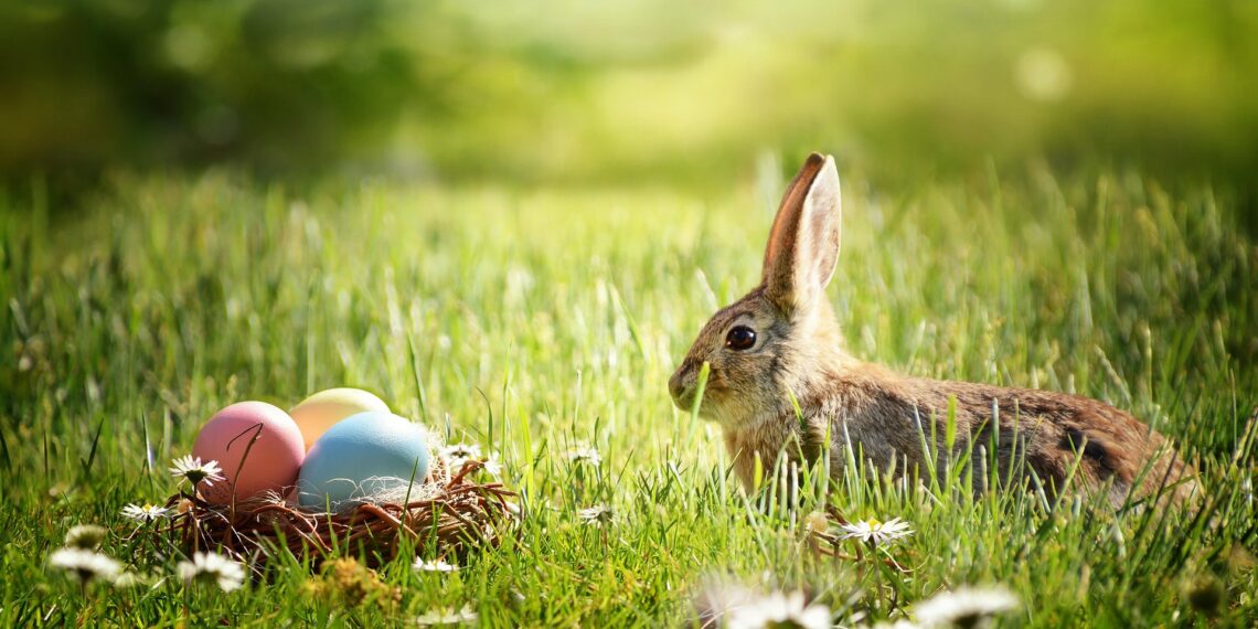 One of the activities on this week’s agricultural calendar is the spectacular Cosmos & Honey Easter Festival at the Sandstone Heritage Museum in the Free State. Photo: Pexels