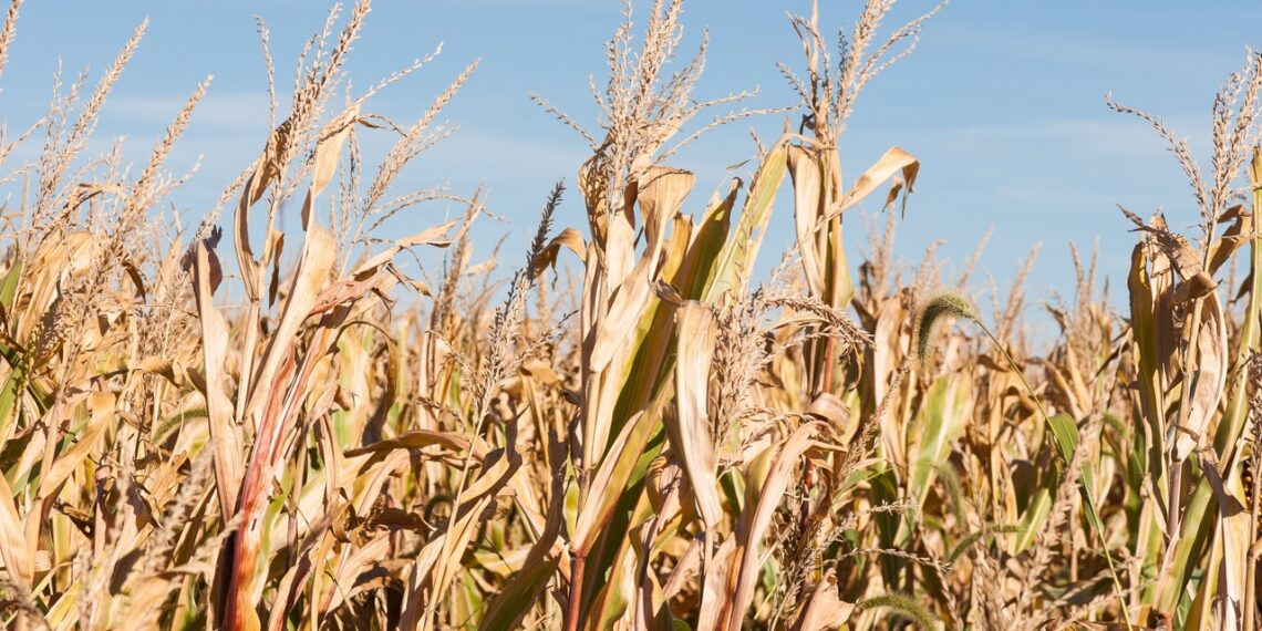 Maize drought