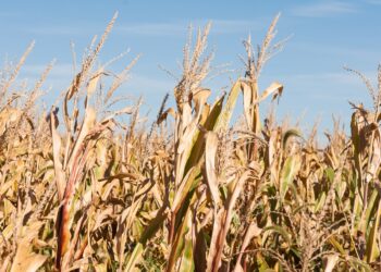 Maize drought