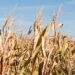 Maize drought
