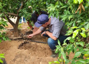 Precision soil and root zone management is key to citrus success, as demonstrated by InteliGro’s expert teams in the field. Photo: Supplied/InteliGro