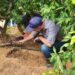 Precision soil and root zone management is key to citrus success, as demonstrated by InteliGro’s expert teams in the field. Photo: Supplied/InteliGro