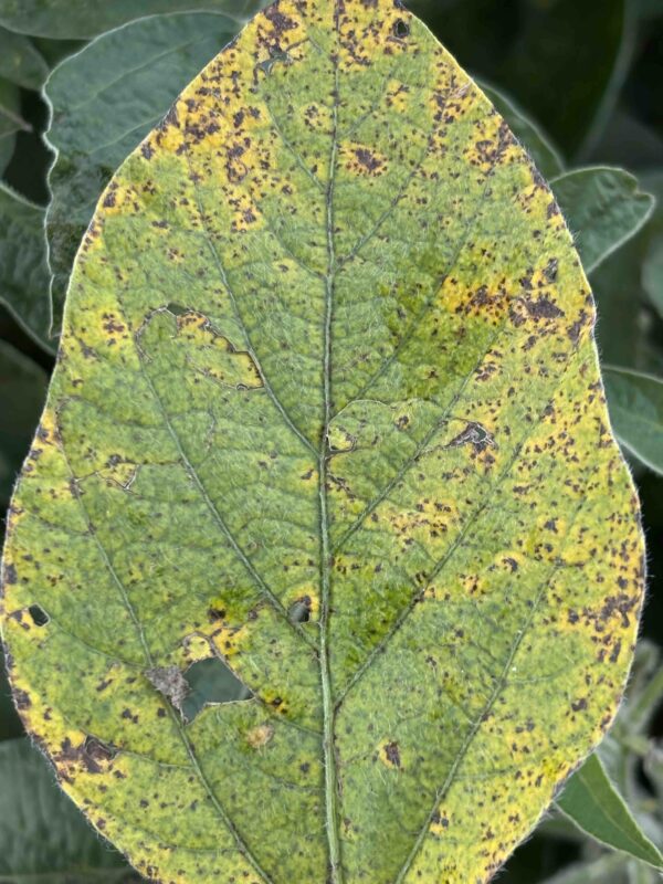 Bacterial blight spotted on soybean leaves during the growing season. Photo: Supplied/Food For Mzansi