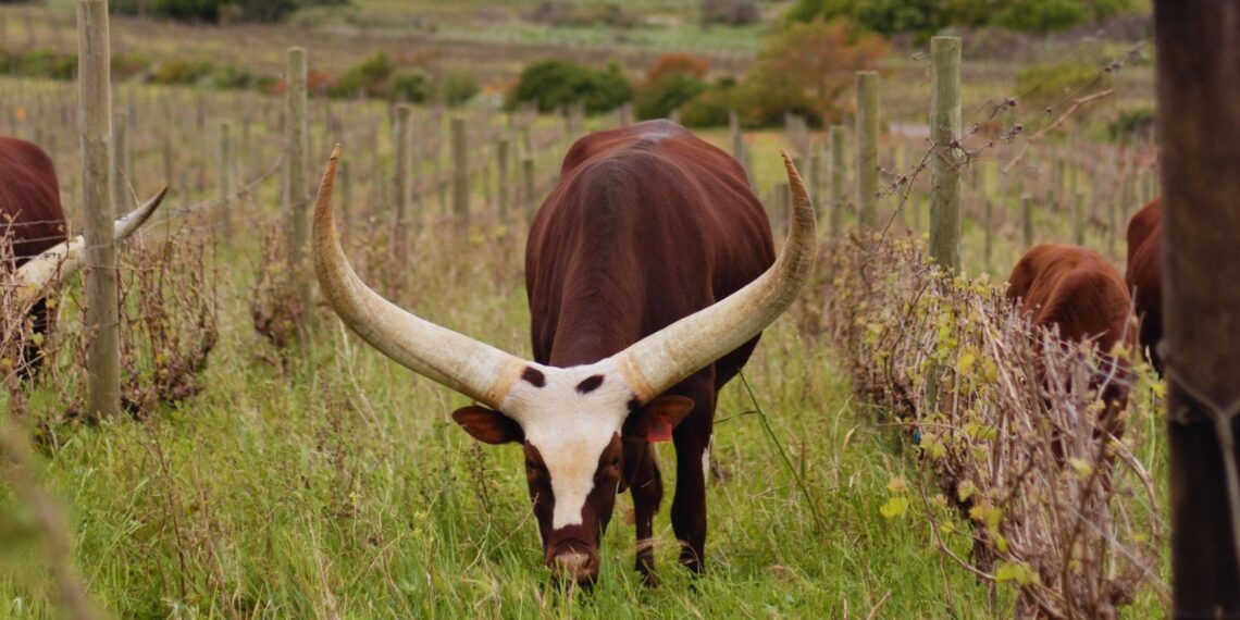 regenerative farming