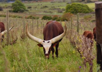 regenerative farming