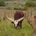 regenerative farming