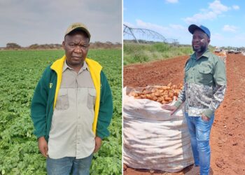 Legacy lives on: Mathidi finds purpose in potato farming