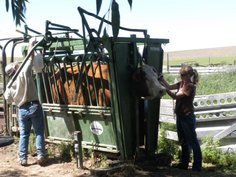 Beautiful view of Best Parasite Control Methods For Feeder Animals