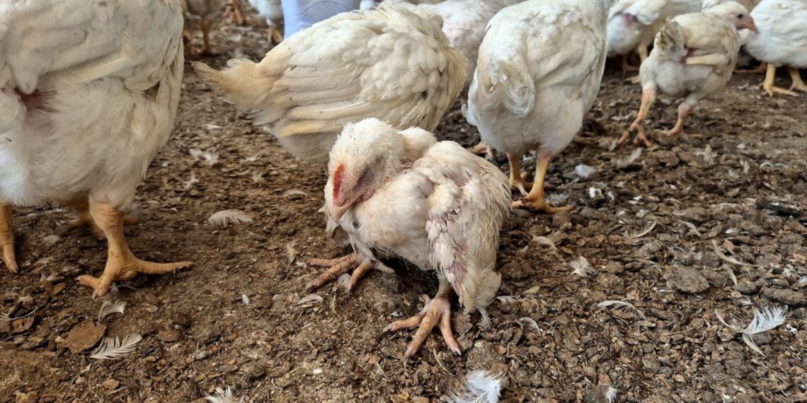 Following months of halting of operations at Daybreak Foods, things looks better for the future. Daybreak sites. Photo: NSPCA