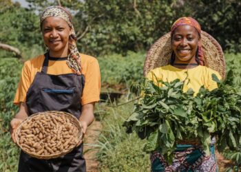 Unlock the secrets to growing nutritious peanuts
