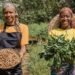 Unlock the secrets to growing nutritious peanuts