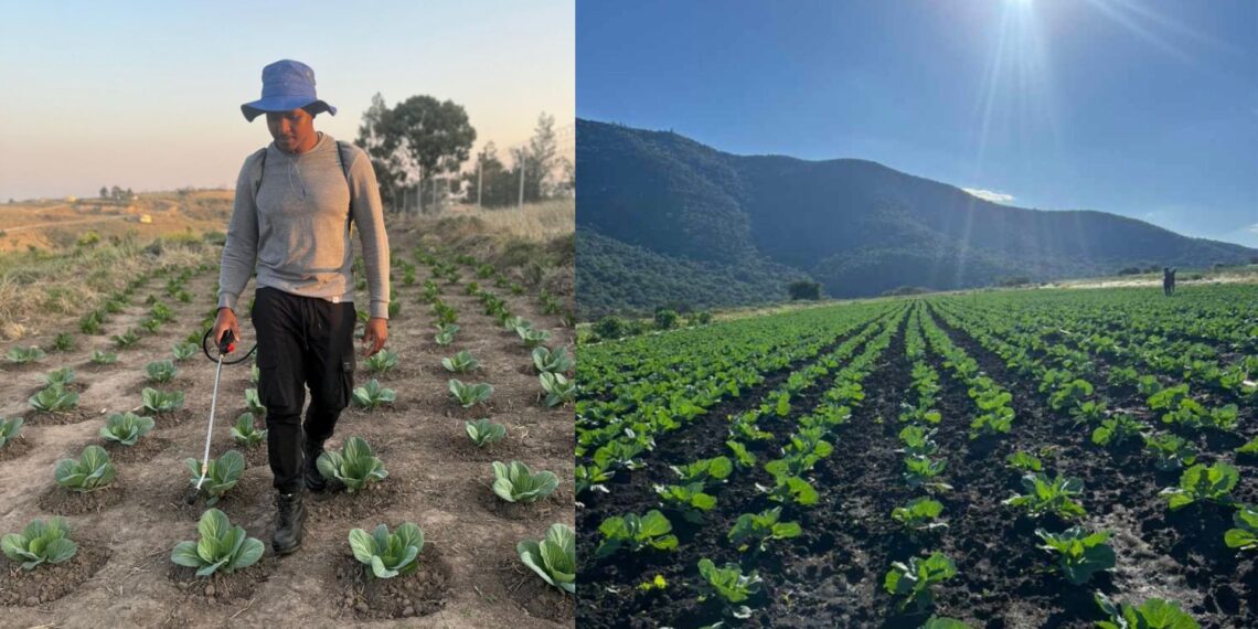 A water licence is limiting Chumani Jezile from reaching his goals, as he hopes to embark on the export market.
Photos: Supplied/Food For Mzansi