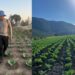 Accidental farmer: Chumani’s pumpkin seeds sprout fertile dreams