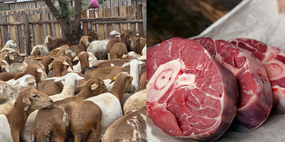 Goat meat is gaining popularity in the farming industry due to its lean nature and high demand in both local and international markets. Photos: Mathuba Genetics/Freepik